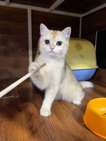 British Short Hair Golden