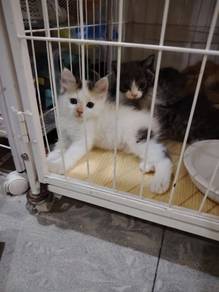 Kucing dilute calico van female cat with package