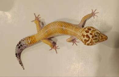 Leopard Gecko - Emerine