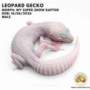 Leopard Gecko White Yellow Super Snow Raptor JB