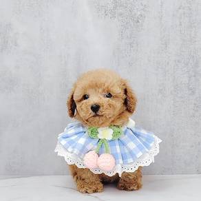 Poodle