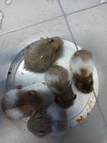 hamster syrian 