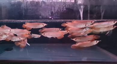 Arowana super red 4 inch -wholesale price
