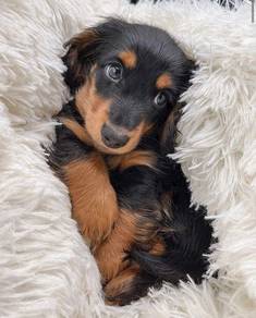TTS_922 Longhaired Black Tan Mini Dachshund