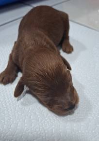 Female Chocolate Maltipoo 