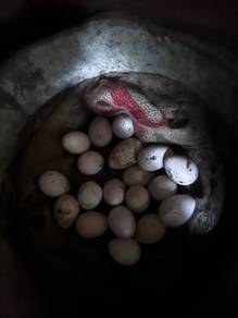 Telur ayam piru