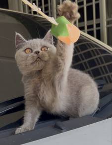 British shorthair