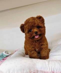mini teacup poodle a