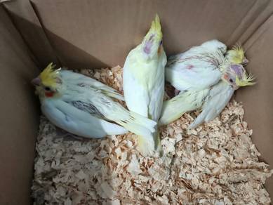 cockatiel jinakkk