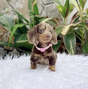 MINIATURE DACHSHUND Puppies 075 🐻 Adorable Puppy