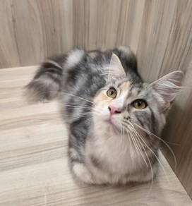 Mainecoon Untuk Dijual !!