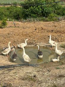 Angsa (Geese) Organik dari Kebun untuk Dijual