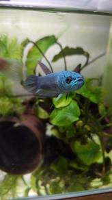 Wild Betta antuta 
