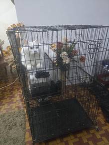 Sangkar Kucing 