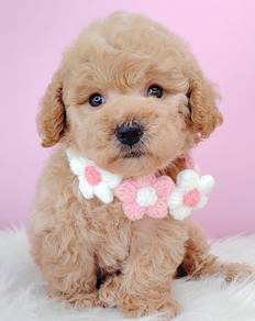 Tiny Toy Poodle