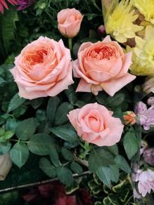 gift for girl friend , bunga rose, hadiah for tema