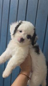 吉娃娃mixPoodle 
