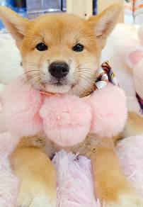 Shiba Inu