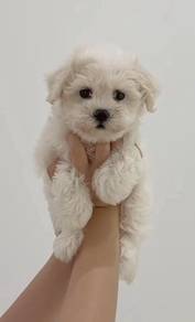 J0300 Maltese Tiny White Companion Dog