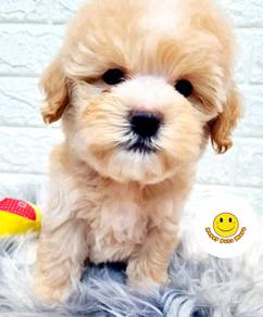 GG_G5553 TINY Poodle champagne haired cute puppies