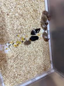 Hamster Syrian