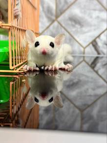 Lue Sugar Glider （Male）