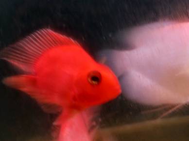 blood parrot fish