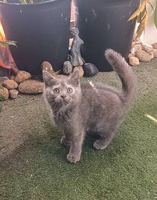 Gurl kitten