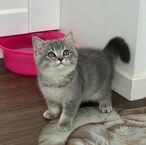 BSH kitten British shorthair British short hair