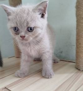 british short hair lilac male 