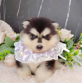 Pomsky