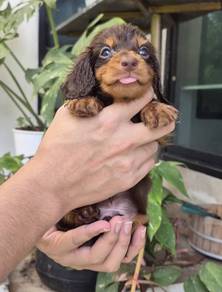 MINIATURE DACHSHUND Puppies 100 🐻 Adorable Puppy