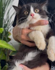 pure persian kitten rumah baru💕