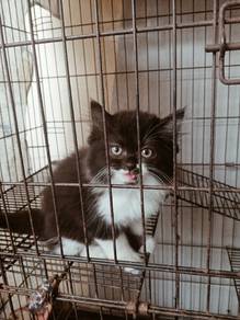 anak kucing parsi