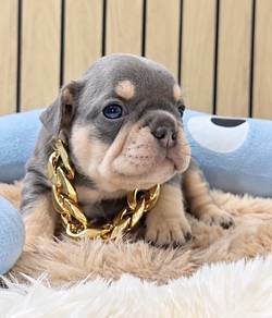FRENCH BULLDOG PUPPIES VIP142🌻 boy-girl lilac tan
