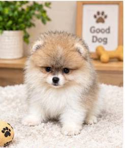 Pomeranian Parti Tiny Male Puppy