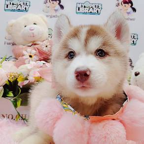 Husky