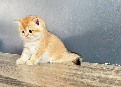 British short hair Kitten