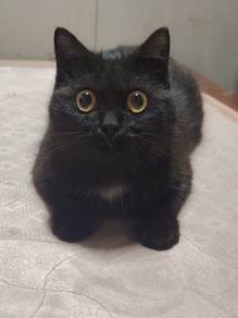 persian