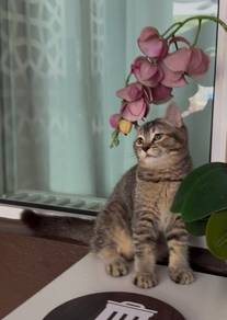 BSH mix SCF Kittens
