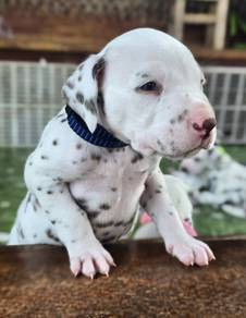 DALMATIAN PUPPIES F47  Available New Born