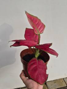 Aglaonema pink star / Chinese Evergreen /Red plant