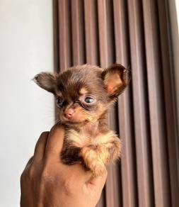chihuahua-3