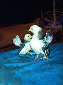 anak ayam serama