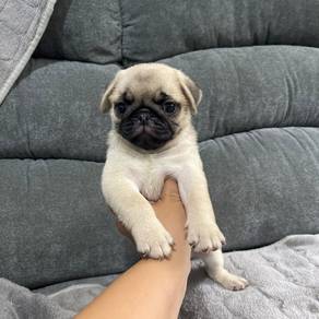 pug puppy