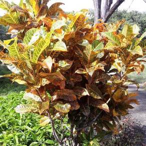 Benih Pokok Puding