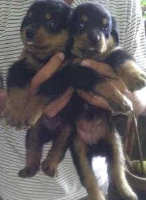 Rottweiler 