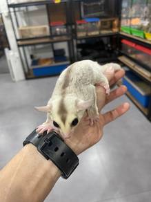 Mosiac Sugar Glider
