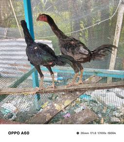 ayam baka baik