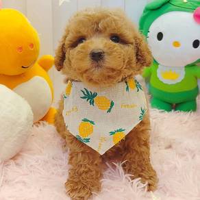 Poodle